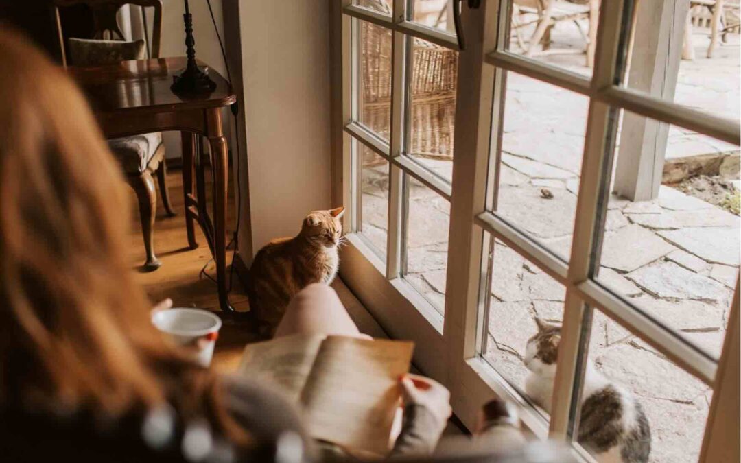 Katzen am Fenster als Symbolfoto für energiesparende Fenster und Förderung